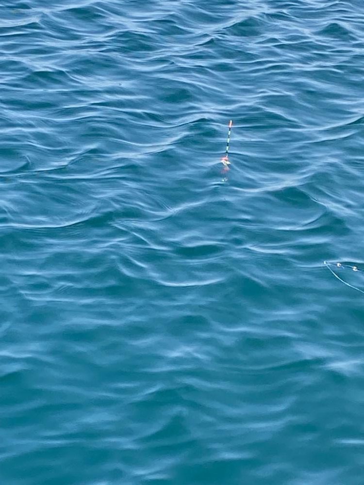 メバルも春の陽気に誘われて