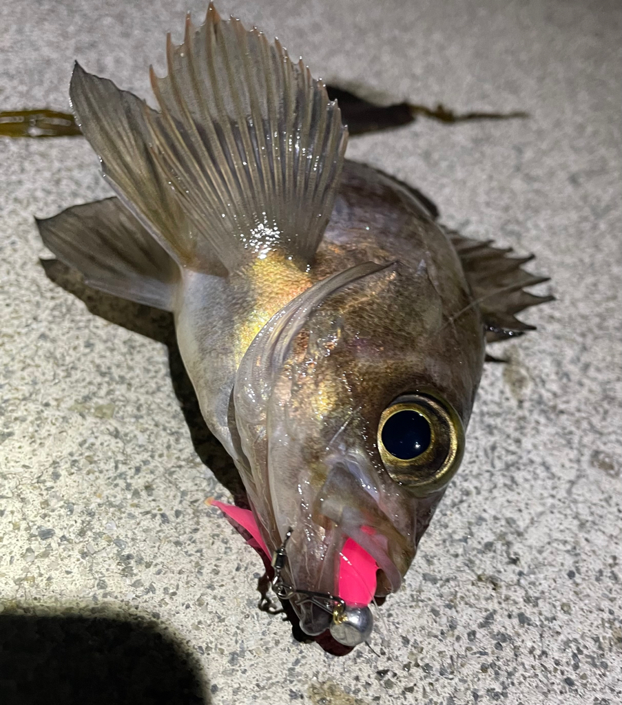 久々まともにメバリング