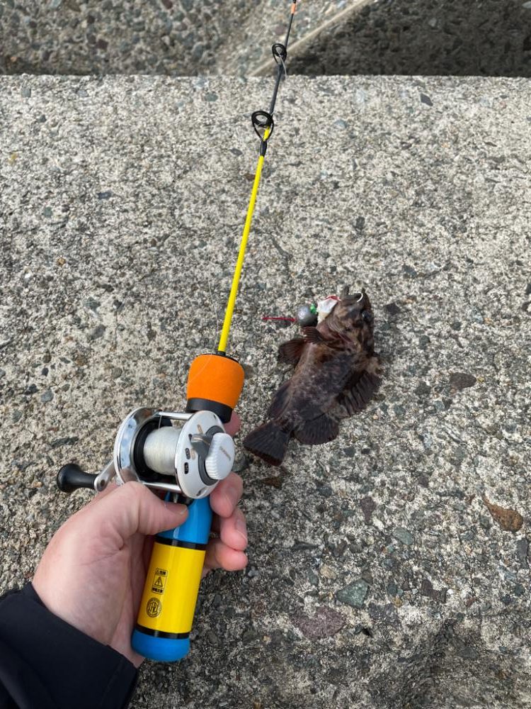 ヤリイカ釣れました