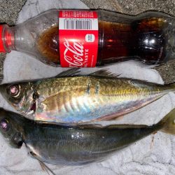 久方ぶりの鯵がほぼ尺