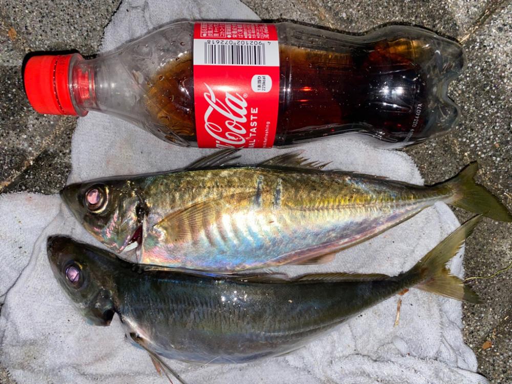 久方ぶりの鯵がほぼ尺