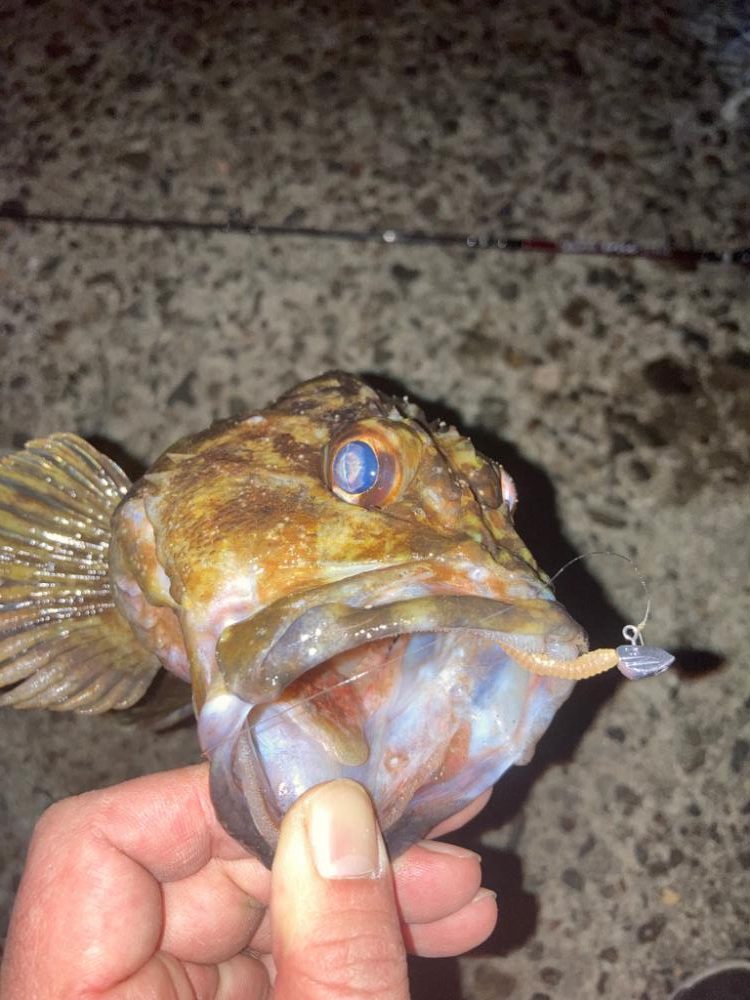 【メバリング】祝•尺越え！？