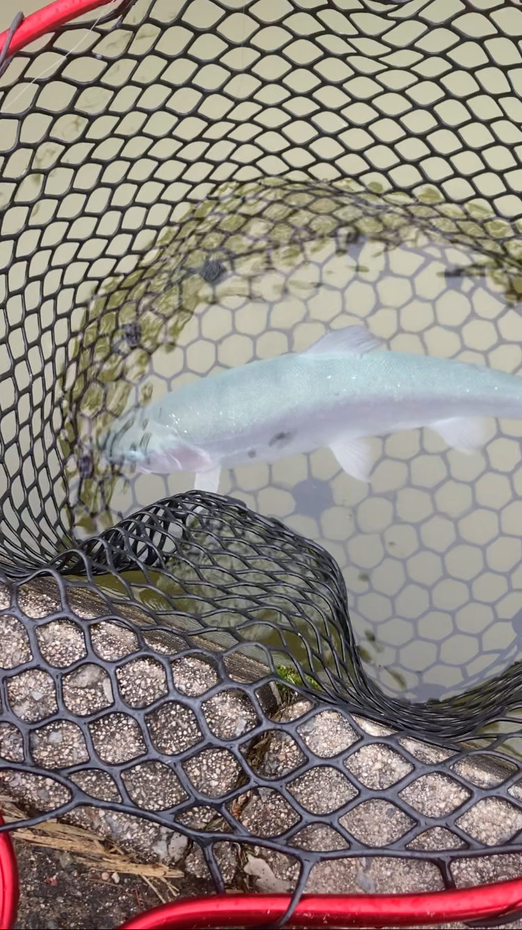 トラウト春到来