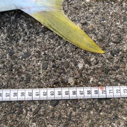 青物はいなくなったと思ったら…(笑)