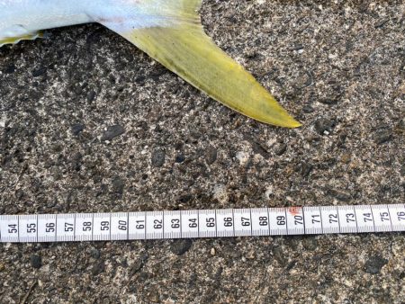 青物はいなくなったと思ったら…(笑)