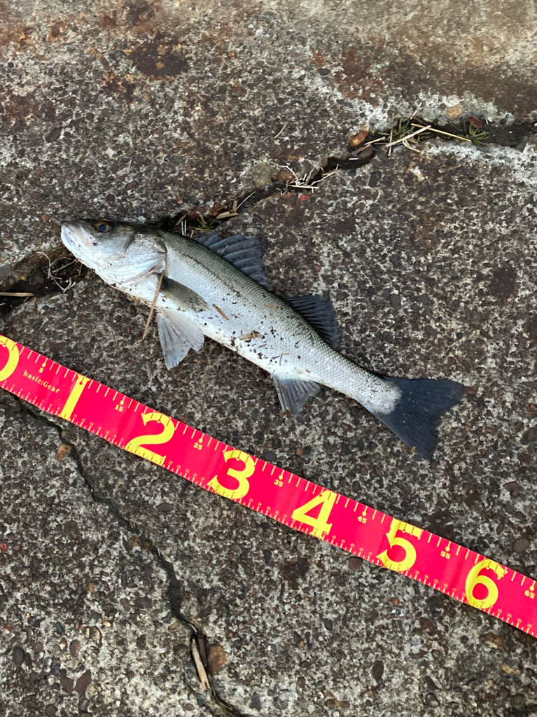 千葉港絶好調！