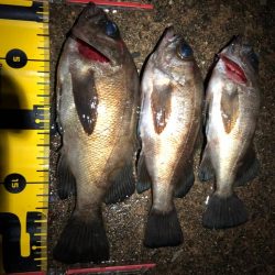 終電帰りからのメバリング