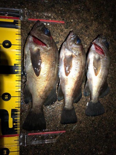 終電帰りからのメバリング