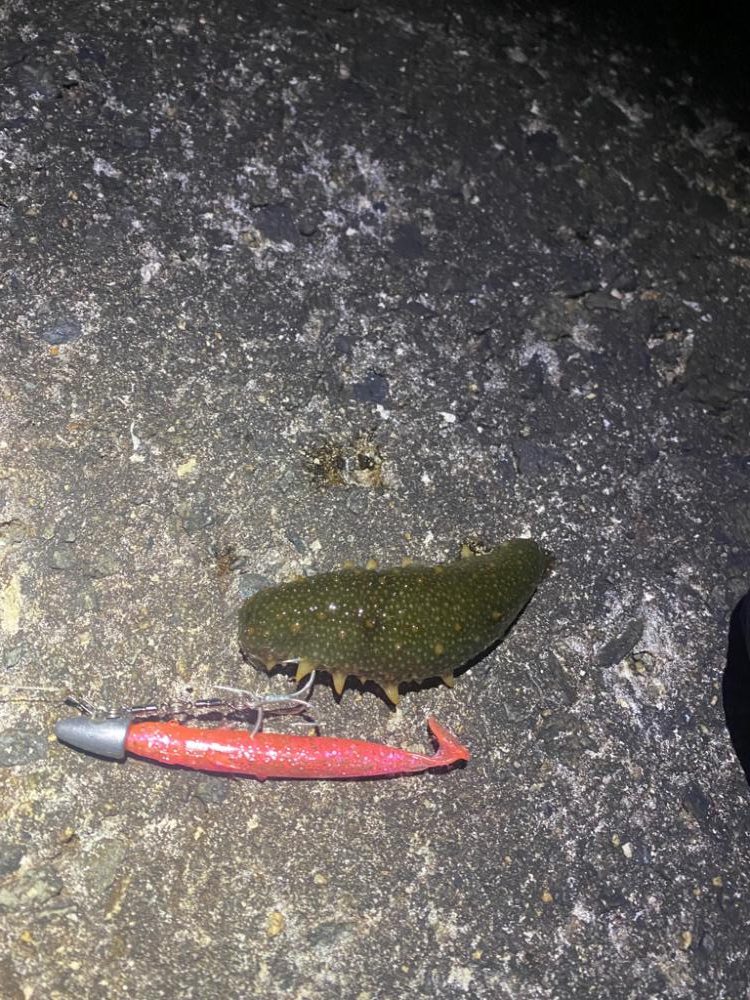 ガシラでボウズ逃れ