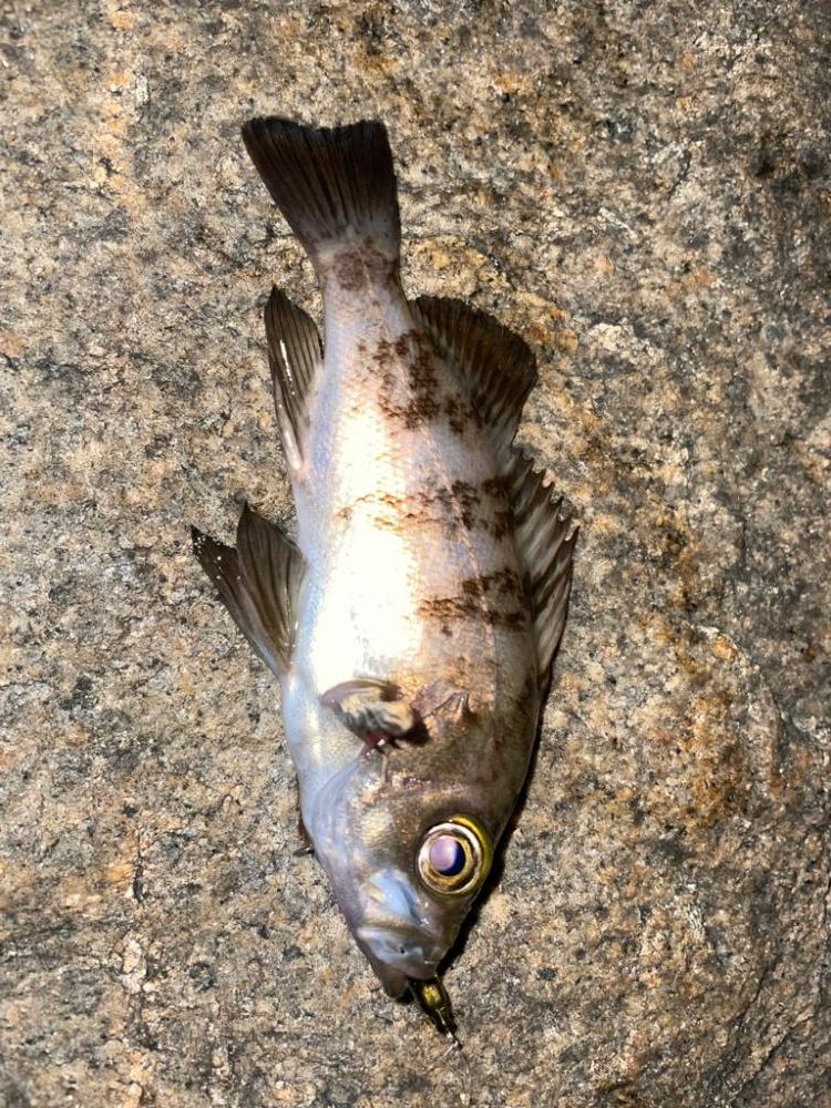 渋い中でもなんとか