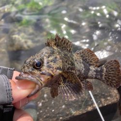 穴釣り今年7回目