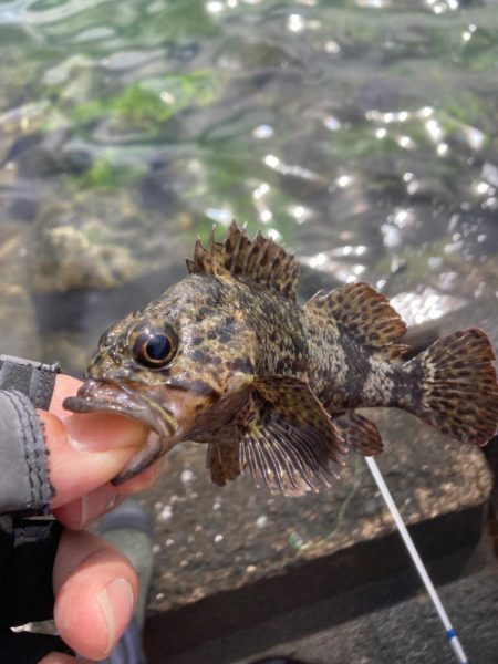 穴釣り今年7回目