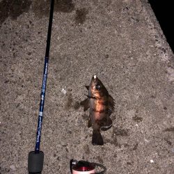 内房メバリング〜