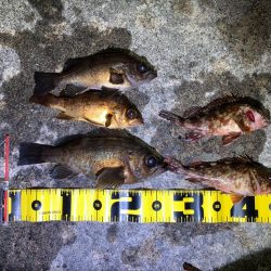 【メバリング】淡路フロートフィッシング