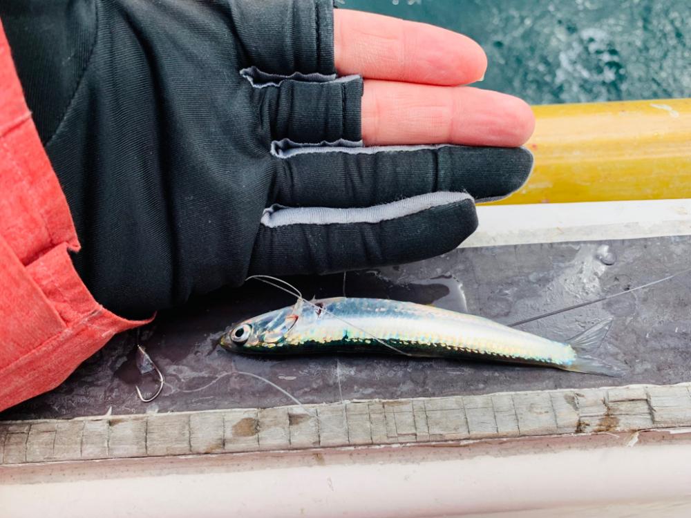 天草【幸龍丸】ライト落とし込みで良型ヒラメGET★