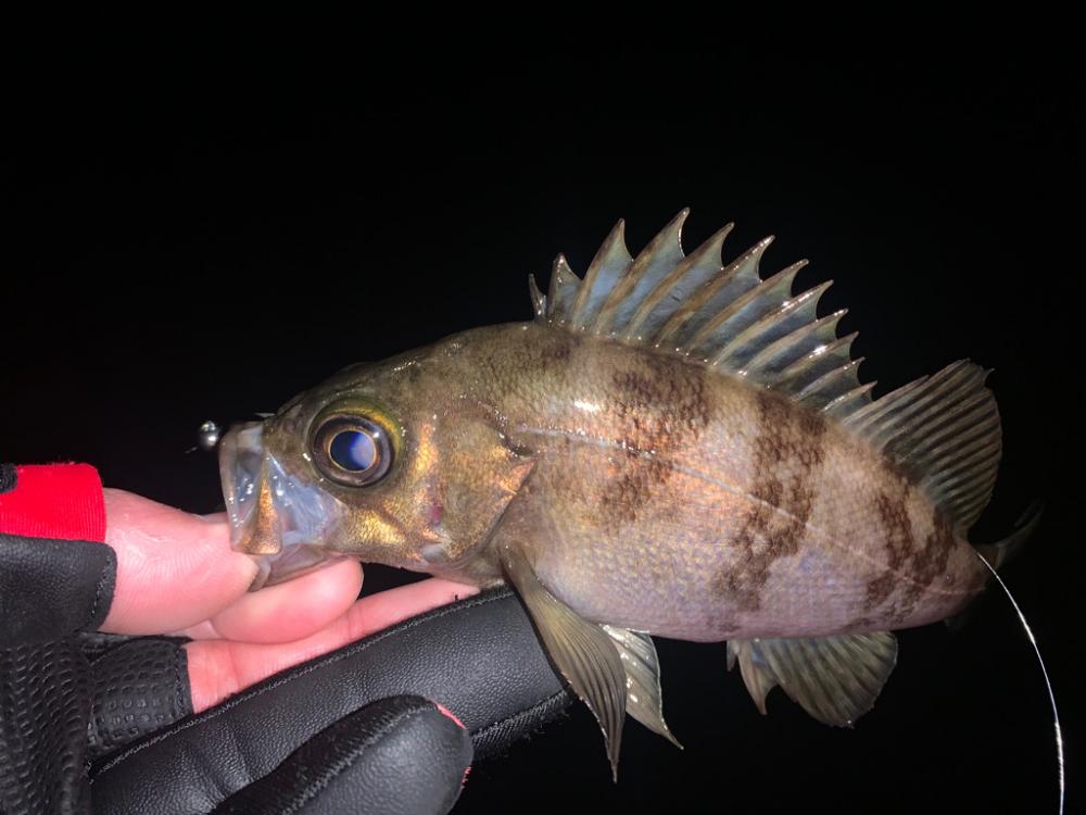 水温が下がる中でのメバルはどうなのか調査へ