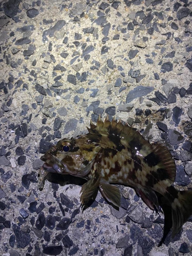 小物プラッキング