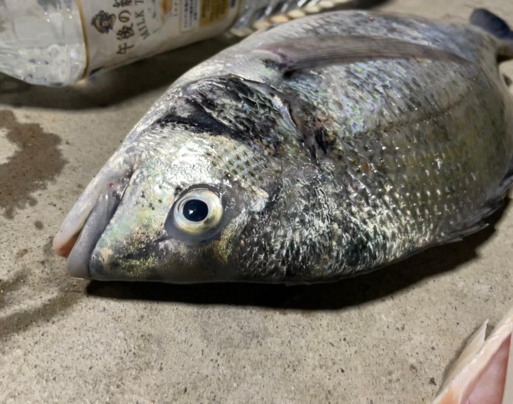 初めてのチヌジギング