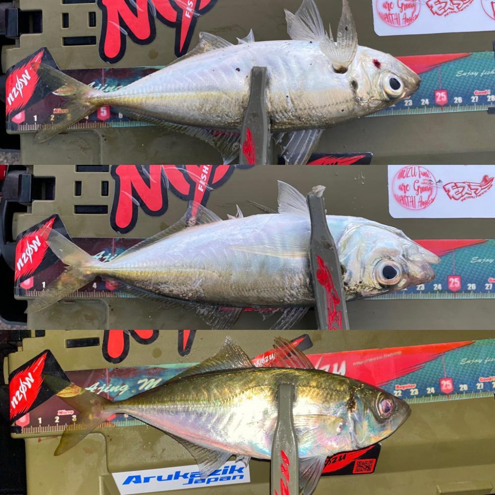 アジを釣る為の答え合わせ