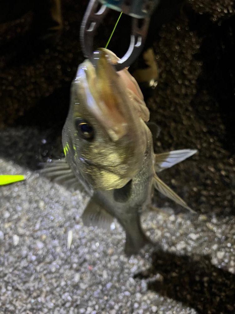 シーズン開幕!?