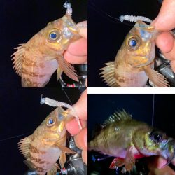 激浅の場所でメバリング