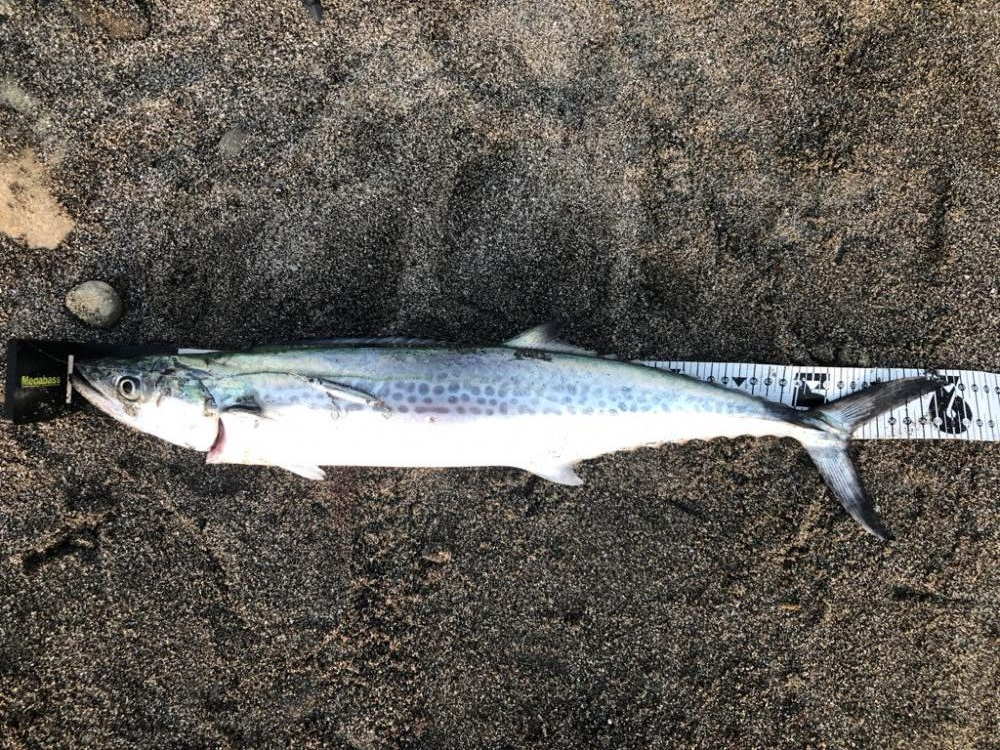 天草苓北町のサーフ