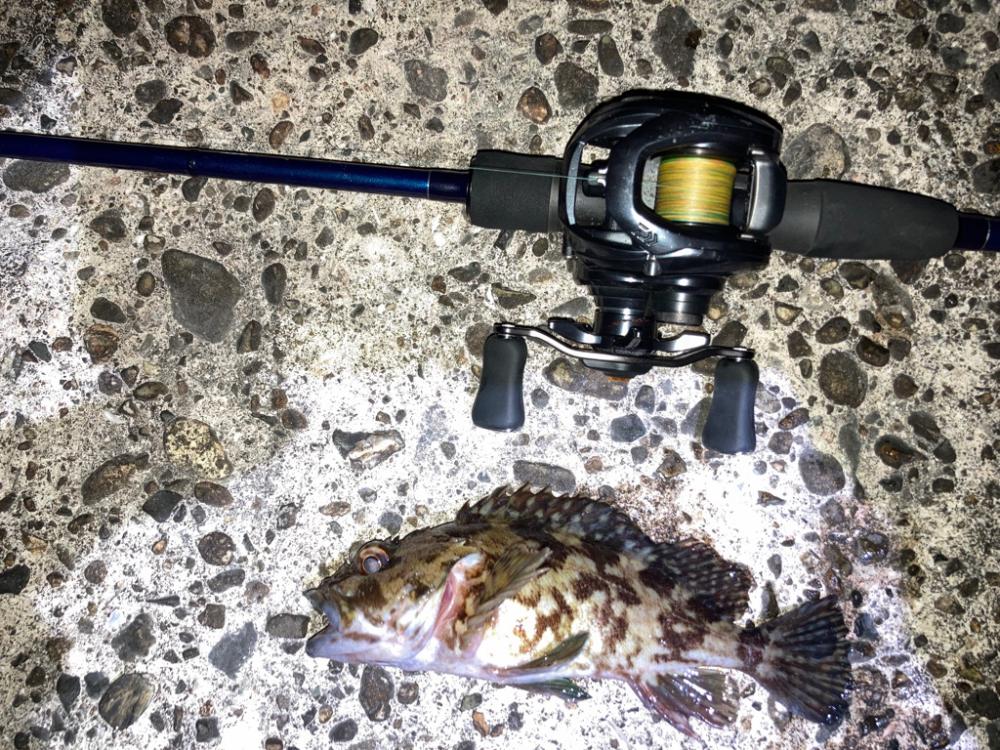 【メバリング】カサゴのみ