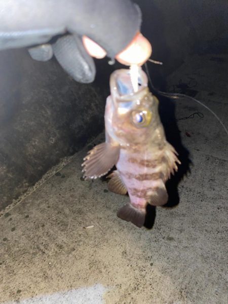 フロートメバリング