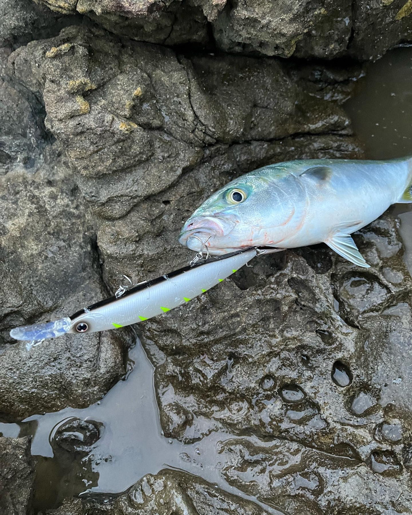 記録更新 サワラ97cm