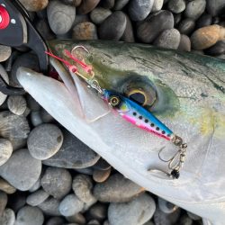 ジャックアイTGスイムをメジロが丸のみ