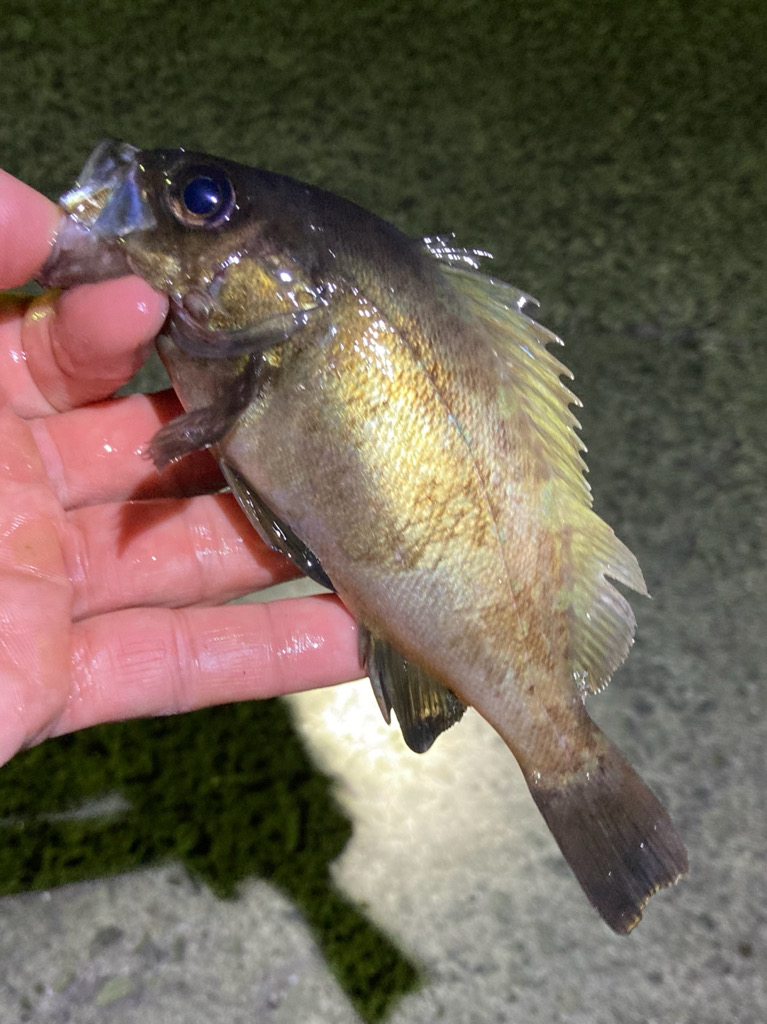 まもなくハイシーズン