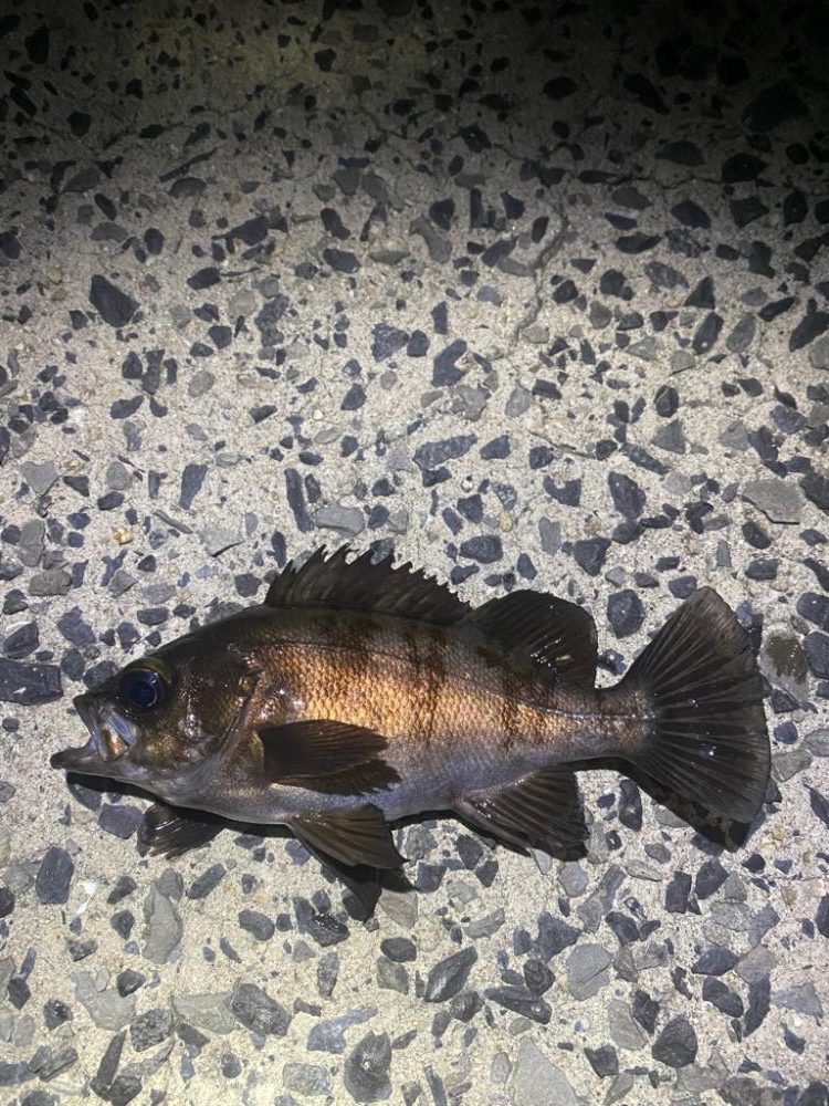 久しぶりのメバル