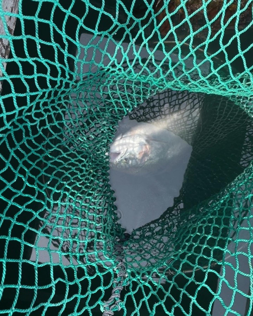 サーモンコーナー