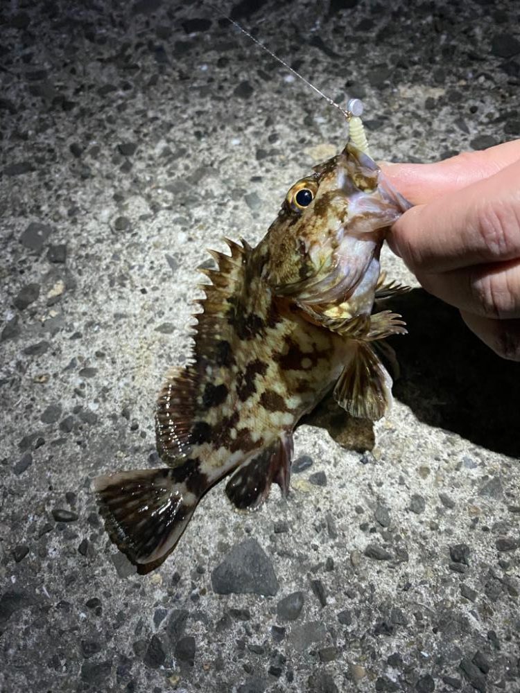 まだら模様のあいつ