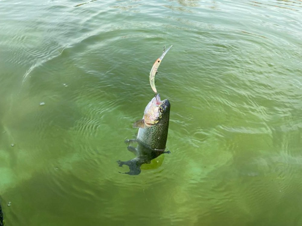 かめプー　鱒釣り