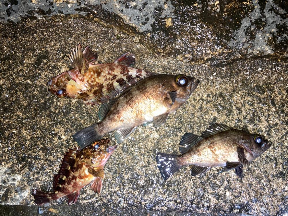 【メバリング】プチ•フロート