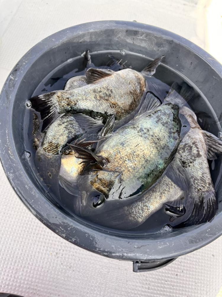 コウイカ&メバル