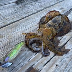 春イカ狙うも秋イカサイズ