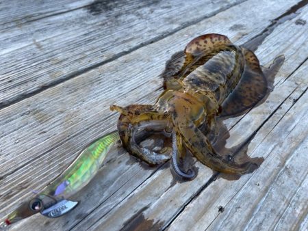 春イカ狙うも秋イカサイズ