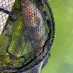 かめプー　亀岡市　簡単に釣れる