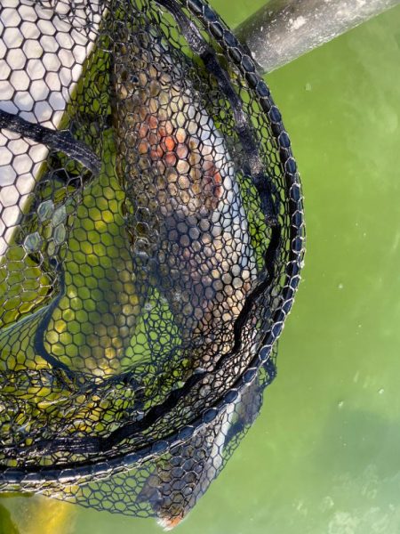 かめプー　亀岡市　簡単に釣れる