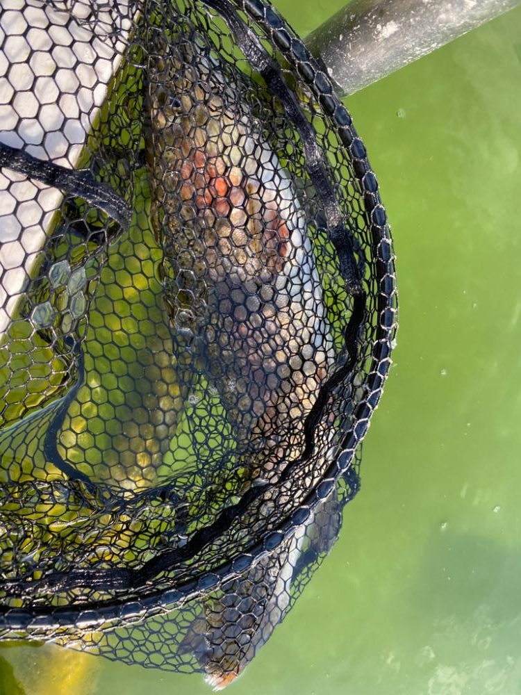 かめプー　亀岡市　簡単に釣れる