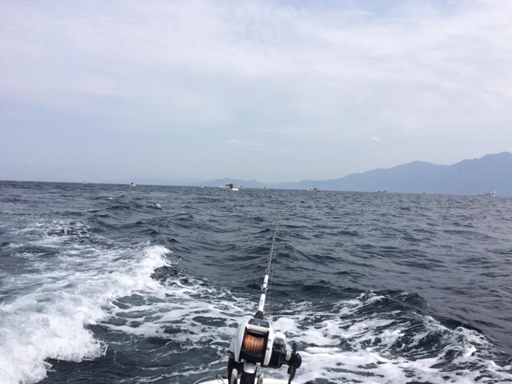 鹿児島湾の乗っ込みマダイ