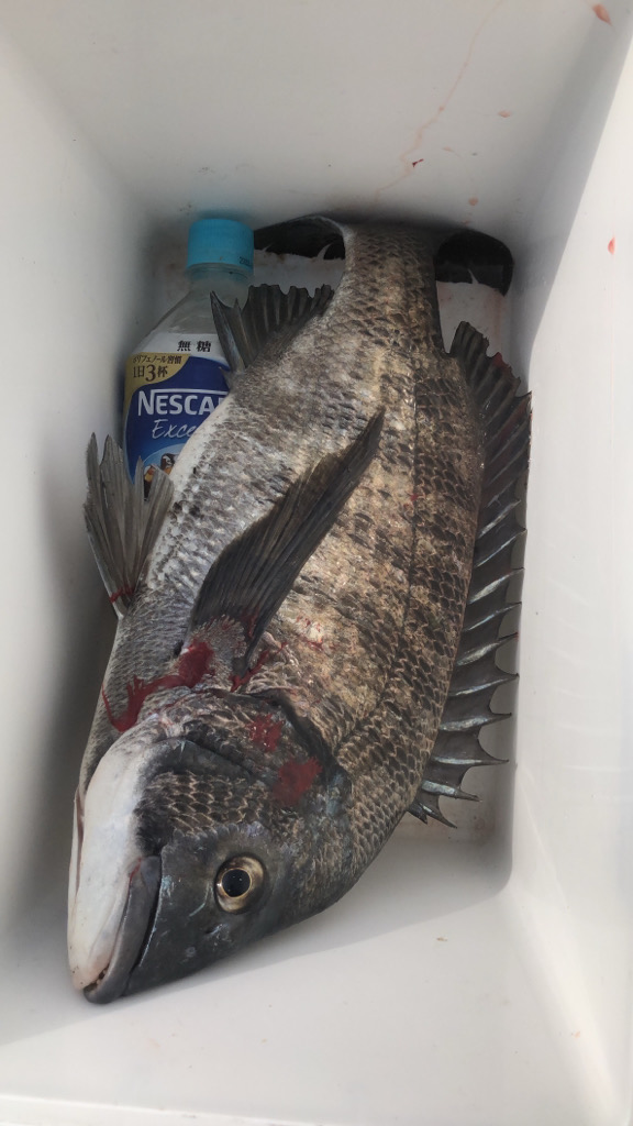 久しぶりのチヌ