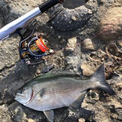 磯でラスト寒グレ釣り