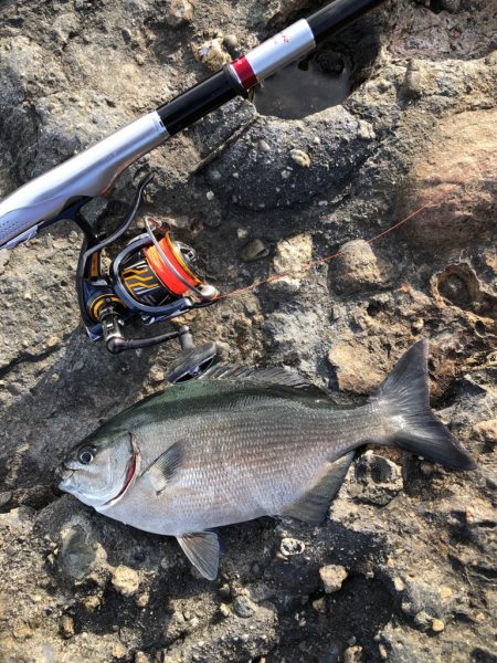 磯でラスト寒グレ釣り