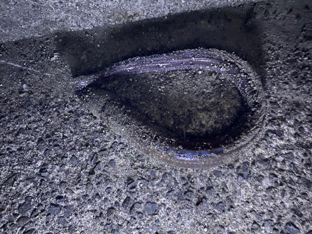 花見カレイ釣り