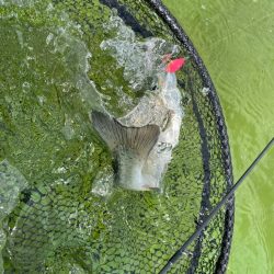 京都のエリアトラウト