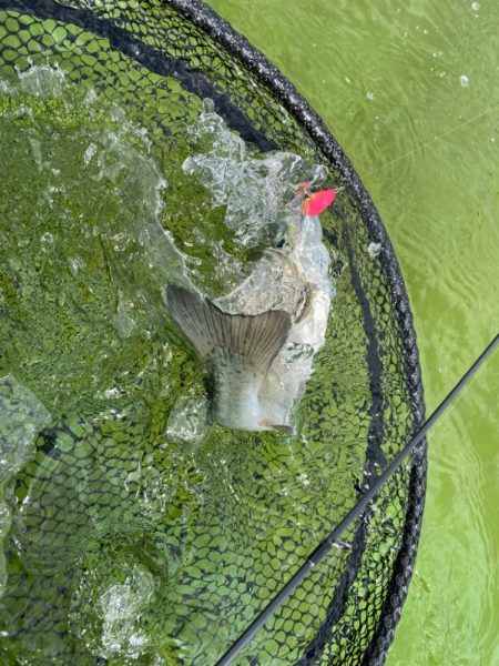 京都のエリアトラウト