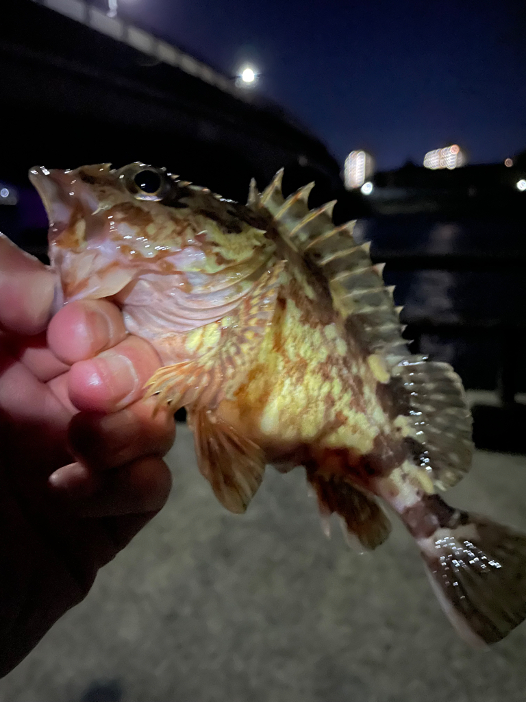 厳しい穴釣り#11